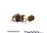 藏品(木靈苔屬)的圖片